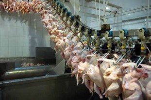 پشتیبانی بدون توجیه وزارت جهاد کشاورزی برای ایجاد کشتارگاه جدید در مازندران
