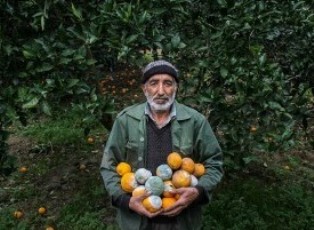 اندرخم دستورالعملهای بانکی/7 ماه چشم انتظاری برای باغداران مازندران