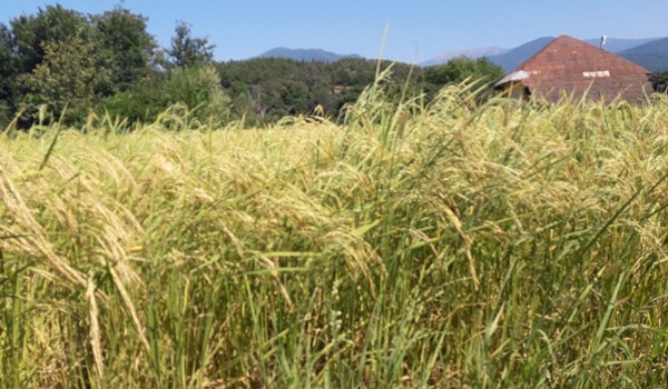 سیراب نشدن برخی از اراضی شالیزاری مازندران