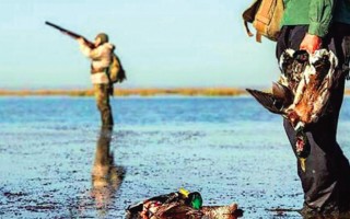 مهماننوازی یا مهمانکشی؟/میزبان خوبی برای پرندگان مهاجر باشیم