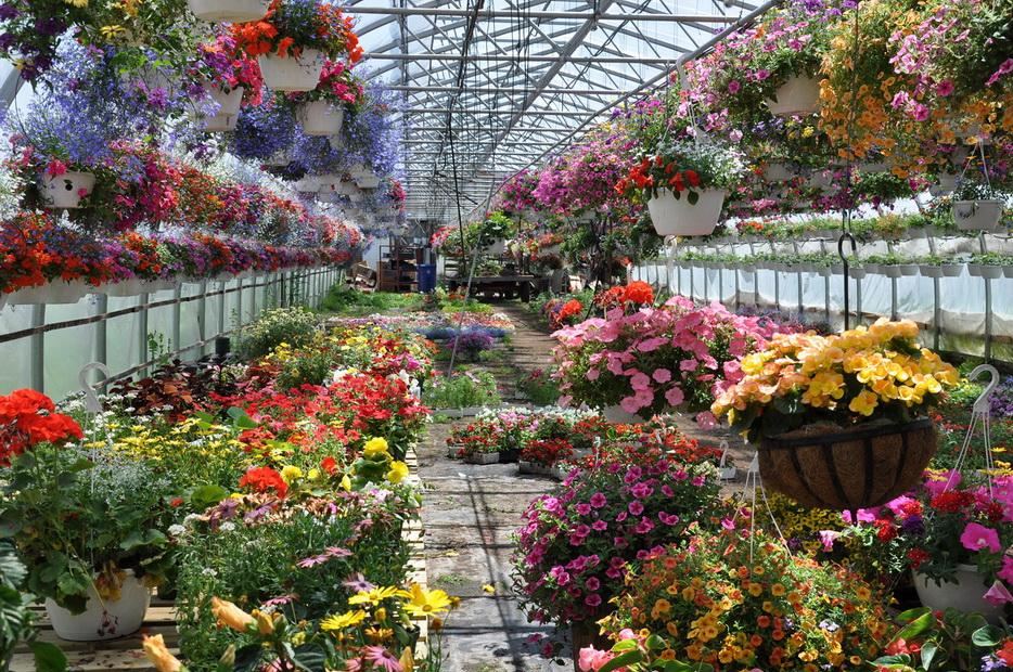 فرصتی به قیمت چاههای نفت/غفلتی عجیب از گلهای زینتی