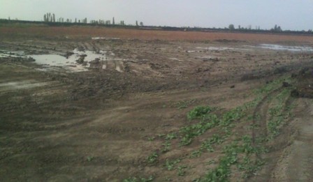 نابودی 12 هکتار از نیلوفرهای تالاب ولوکلای بابل