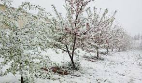 برف فروردین ۱۸۰ میلیارد تومان باغ های مازندران خسارت زد