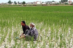 چشمان کشاورزان مازندرانی به آسمان و منابع آبی که در حال کاهش است