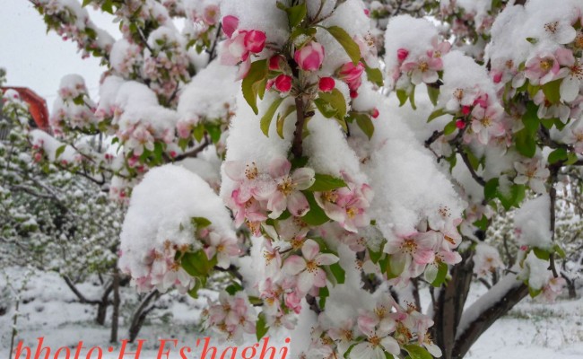 خسارت 65 میلیارد تومانی برف بهاری به باغداران کجوری