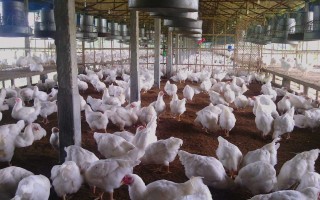 از پای لنگ صادرات تا کمای چندساله صنعت مرغ در مازندران