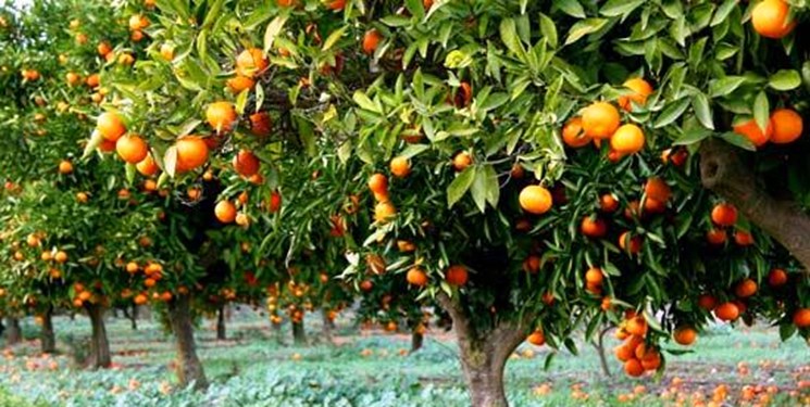 طلای نارنجی همچنان در حسرت صادرات