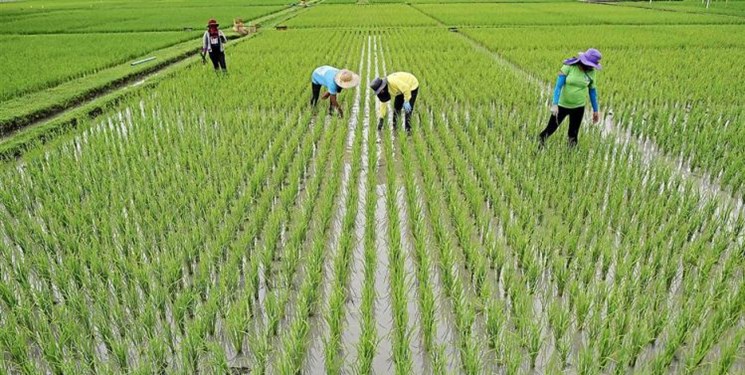 ممنوعیتی برای کشت برنج در مازندران وجود ندارد