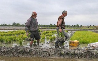 سریال بهاری بلاتکلیفی و سرگردانی شالیکاران کتالم و ساداتشهر