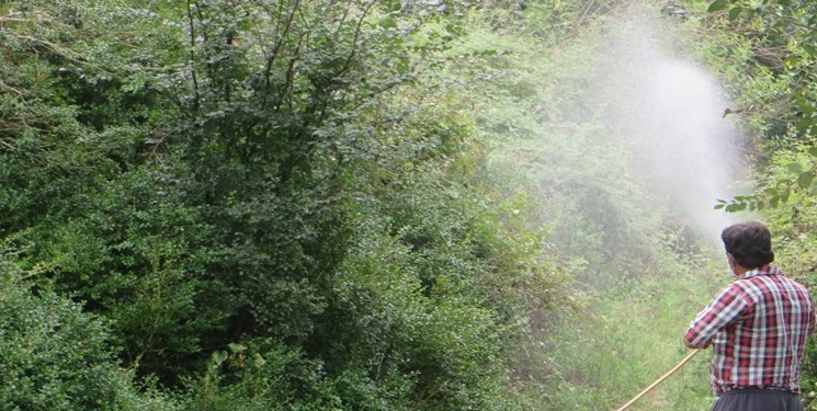 شمشادهایی که دیگر شاد نیستند/ تلاشها برای زنده نگهداشتن گونه منحصربهفرد شمشاد