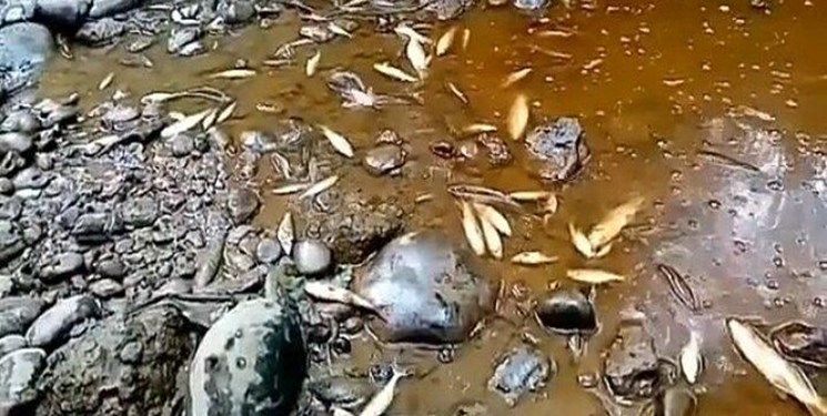 مرگ هزاران قطعه ماهی در همین نزدیکی