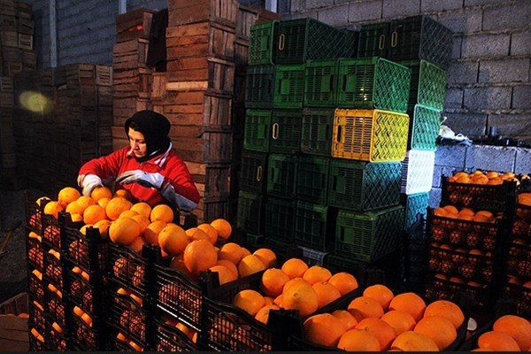 گردن از مو باریکتر مصرف کنندگان مرکبات و ضربالمثل درمانی مسئولان