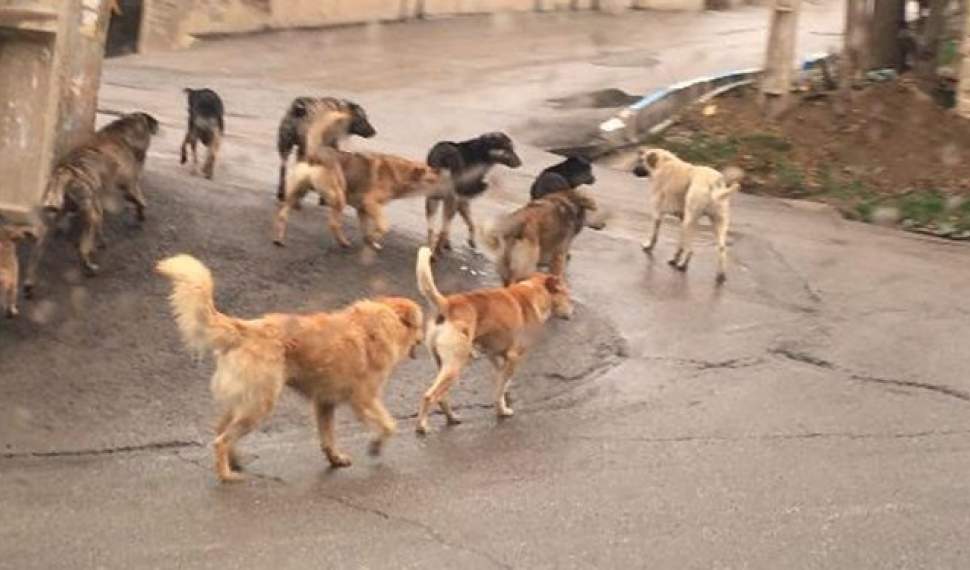 چرخه ناکارآمد کنترل سگ‌های ولگرد در شهرهای مازندران/ معضلی که بلای جان مردم شده است