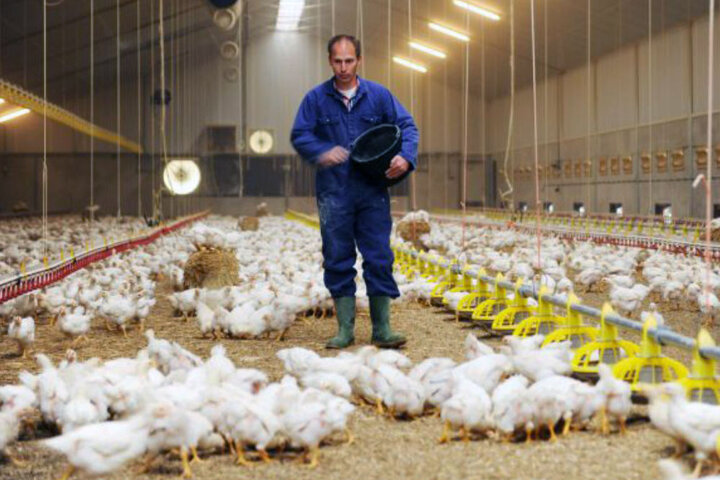 ناز مرغ‌ها دیگر خریدار ندارد!/مشکل صادرات و مصوباتی که اجرا نمی‌شود