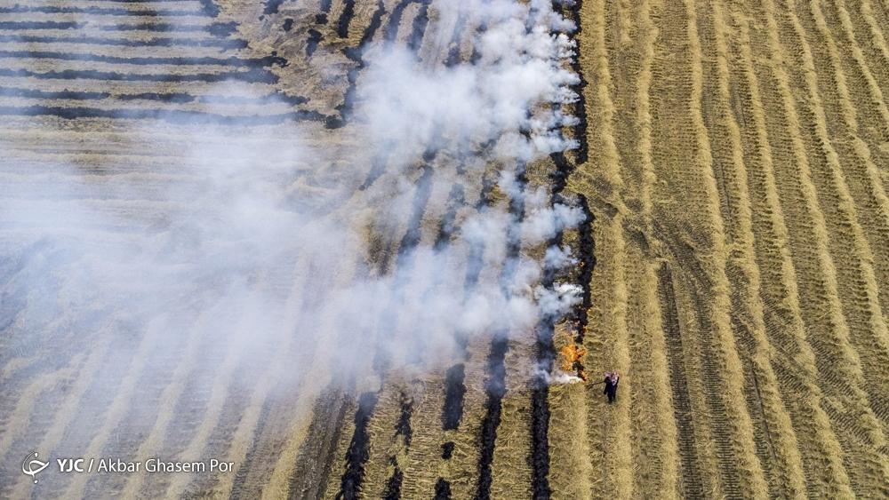 مرگ تدریجی مزارع برنج مازندران با آتش زدن کاه و کلش