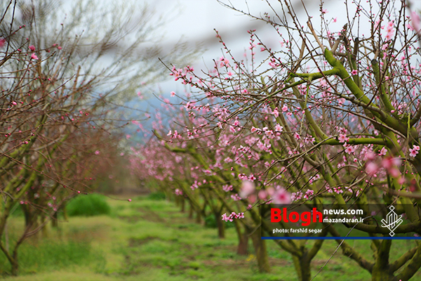 شکوفه‌های بهاری در مازندران