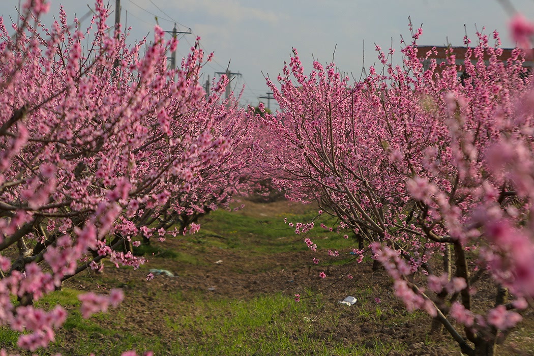 شکوفه های بهاری در طبیعت مازندران
