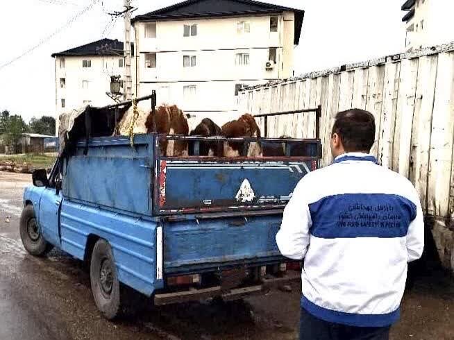 خطر شیوع سویه جدید تب برفکی در مازندران/دامداری‌های سنتی روزانه پایش می‌شوند
