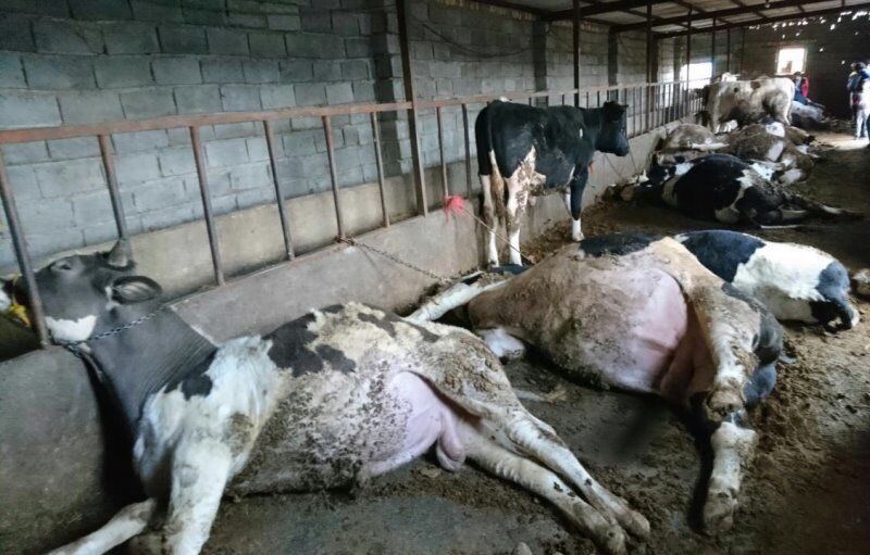 پیگیری قضایی برای کشف علت مسموم‌سازی دام‌ها در بابل