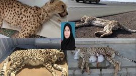 خانم انصاری، ۶۸ یوز تلف شدهاند! /شما فقط مسئول اطلاع رسانی مرگ یوزها هستید؟؟؟