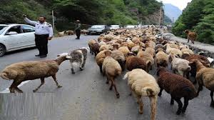 جاده کندوان ۲۴ ساعت برای عبور احشام مسدود میشود